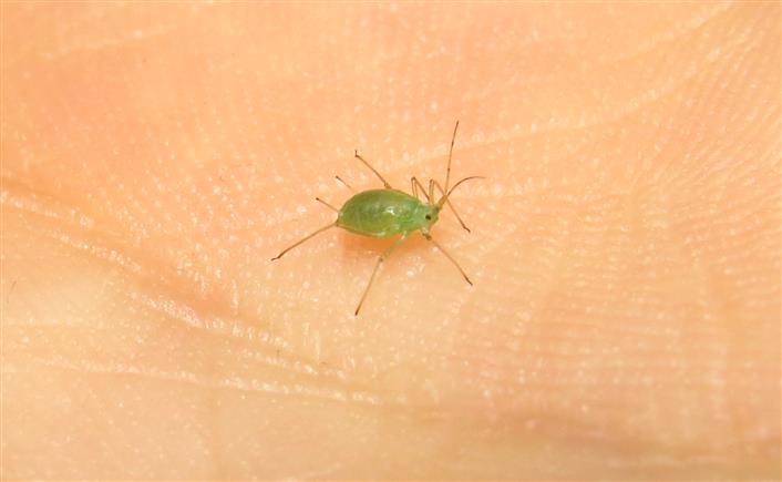 Aphididae:  cfr. Macrosiphum euphorbiae